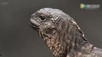 国产蜥蜴视频在线播放,探索神秘生物的生态奇观