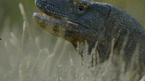 国产蜥蜴视频在线播放,探索神秘生物的生态奇观