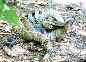 国产蜥蜴视频在线播放,探索神秘生物的生态奇观
